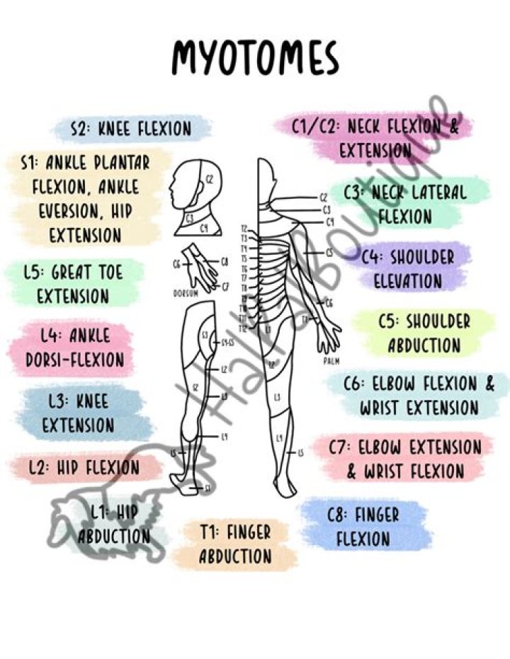 What is Myotome muscle?