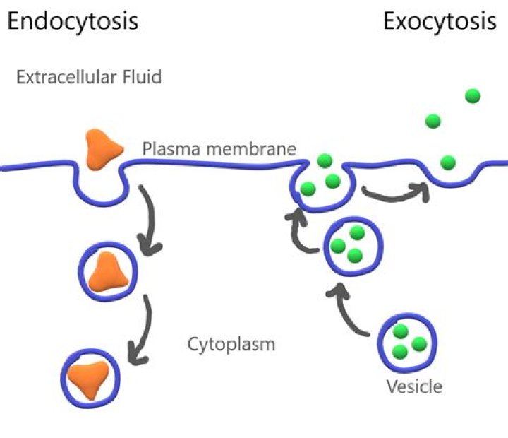 What is pinocytosis short answer?