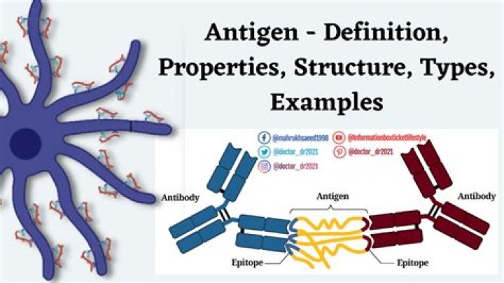 What is protein S antigen?