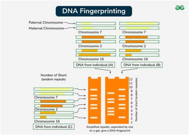 What is required for even dispersion of DNA on gold particles?