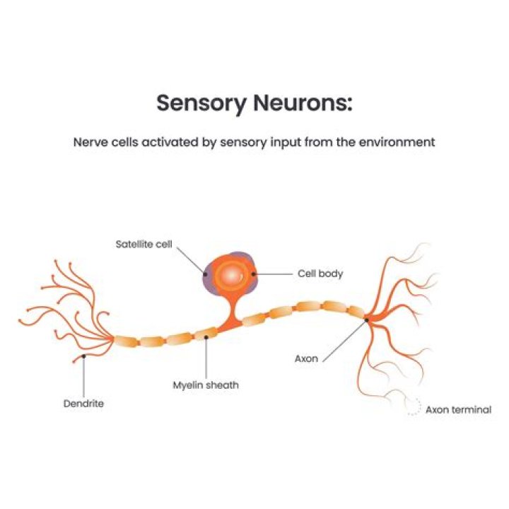 What is sensory neuron?