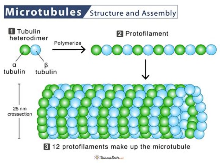 What is the 9 2 arrangement of the microtubules in the cilia known as?