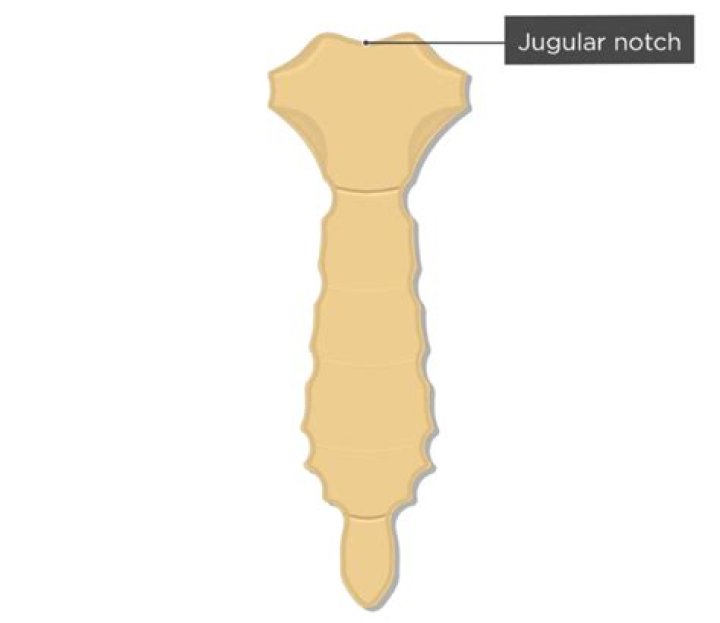 What is the anatomical position of the sternum?
