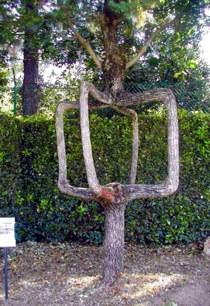 What is the art of tree shaping called