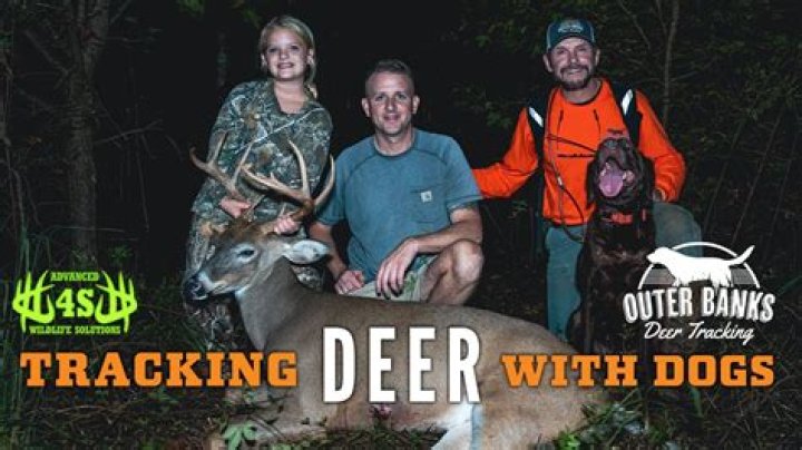 What is the best dog for tracking wounded deer?