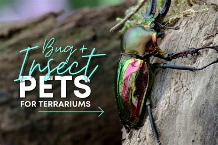 What is the best insect to keep as a pet?