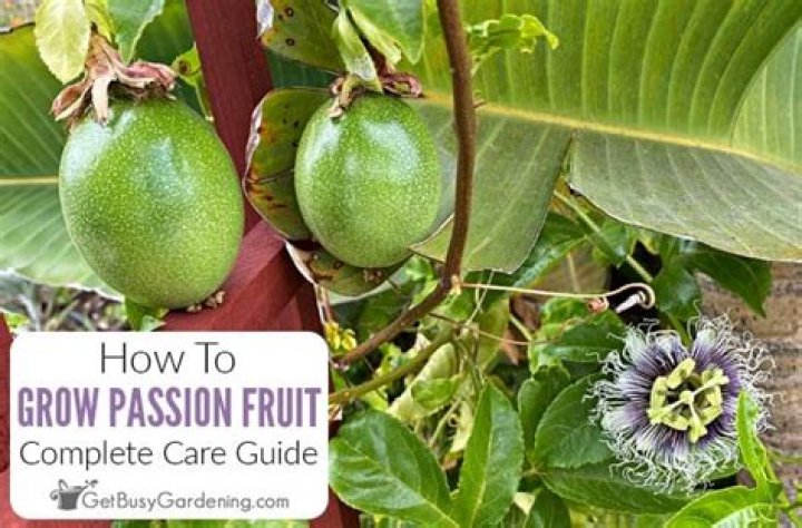 What is the best passion fruit to grow?