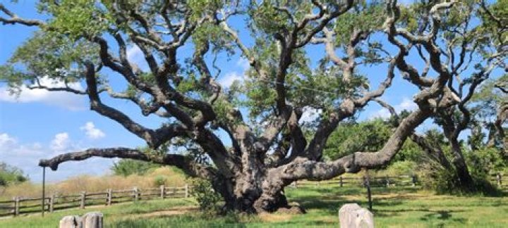 What is the best time of year to trim oak trees in Texas