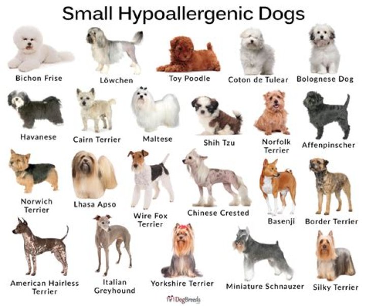 What is the calmest hypoallergenic dog breed?