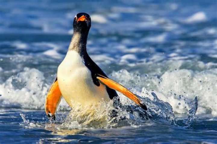 What is the colors of gentoo penguin?
