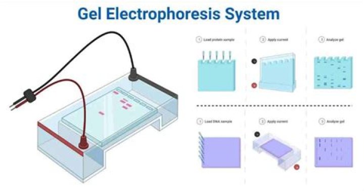 What is the conclusion of gel electrophoresis?