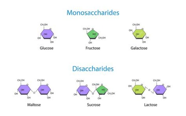 What is the difference between a monosaccharide and oligosaccharide and a polysaccharide?