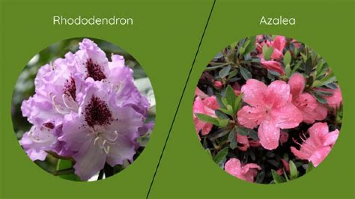 What is the difference between a rhododendron and an azalea?