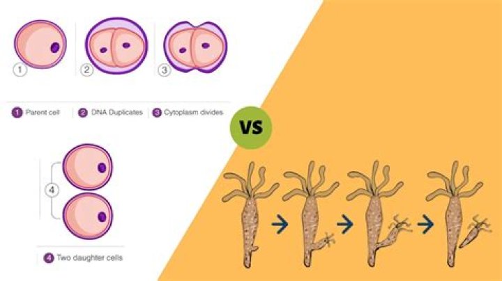 What is the difference between budding yeast and fission yeast?