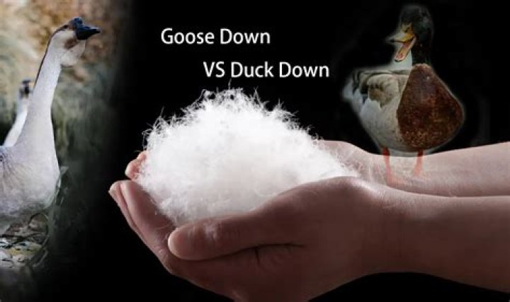 What is the difference between goose down and duck down