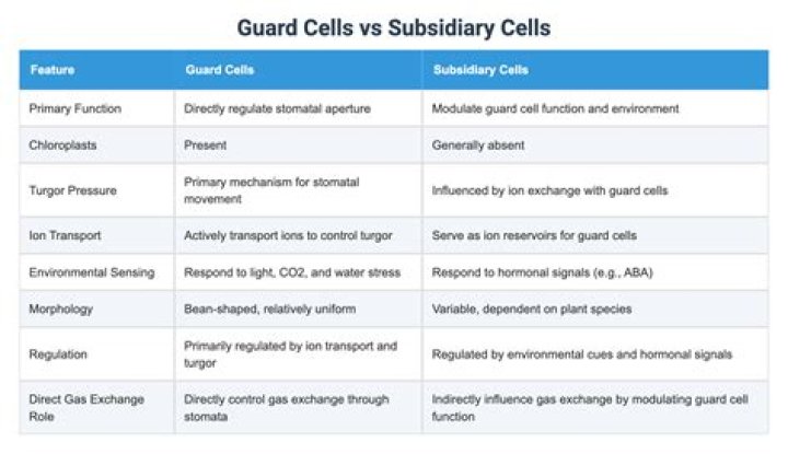 What is the difference between subsidiary cells and guard cell?