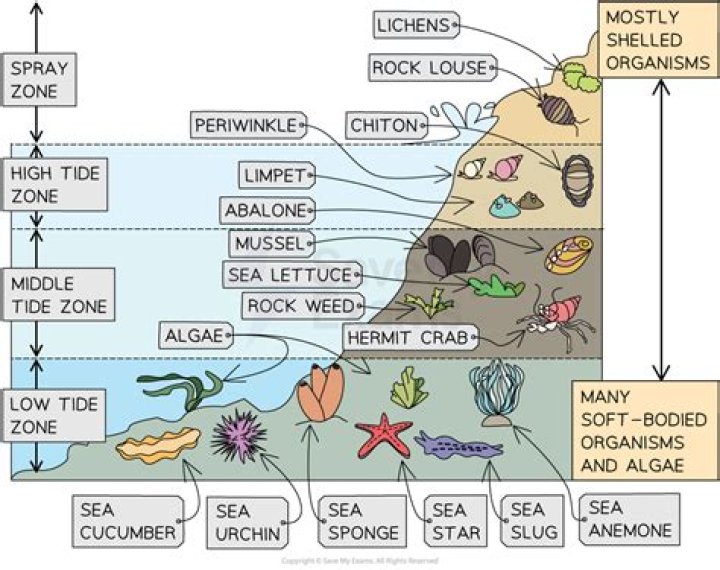 What is the difference between the rocky intertidal community and the rocky intertidal ecosystem