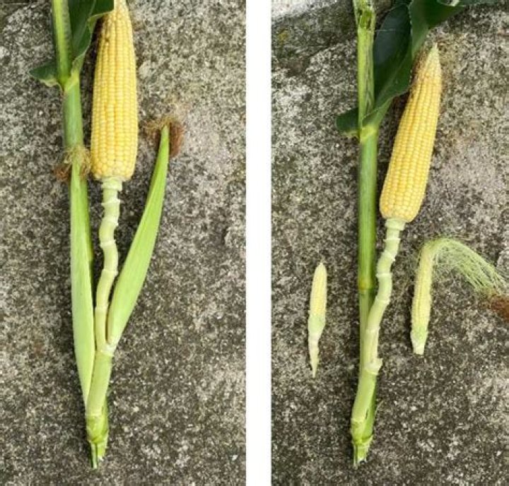 What is the ear on a corn plant?