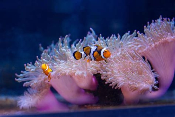 What is the easiest anemone to keep?