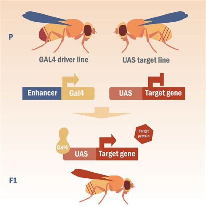 What is the effect of Gal4 on UAS?
