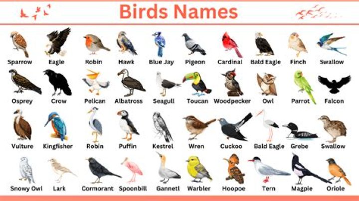 What is the English name of birds?
