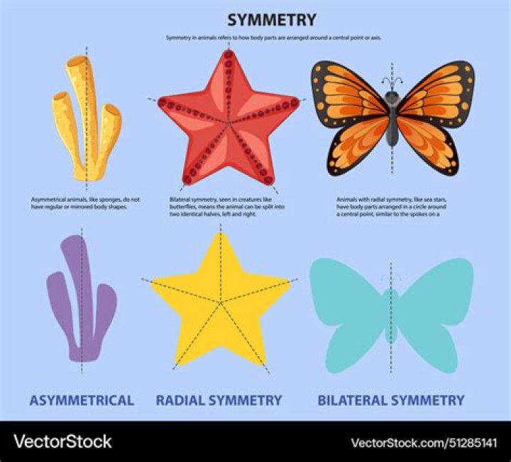 What is the exact meaning of symmetry?
