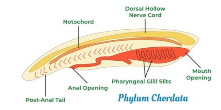 What is the example of Cephalochordata
