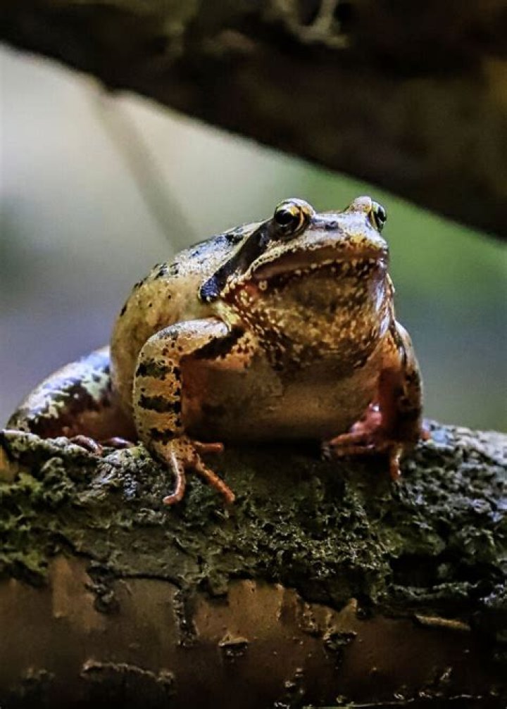 What is the full meaning of uxorious?