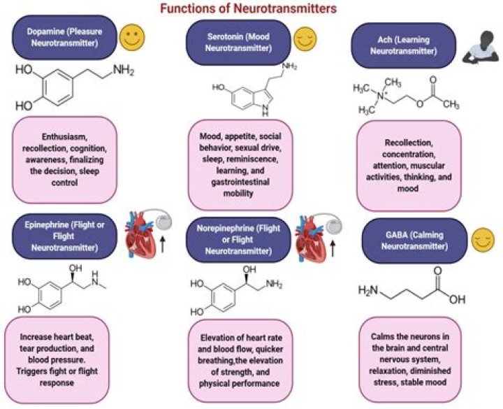 What is the function of enkephalins?