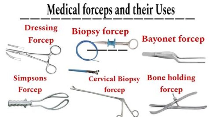 What is the function of forceps major?