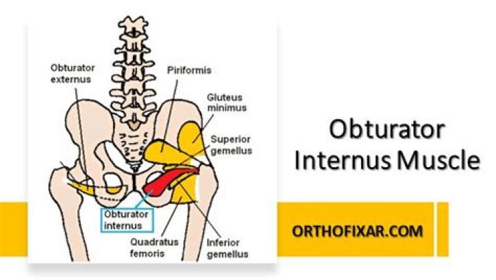 What is the function of internal obturator muscle?