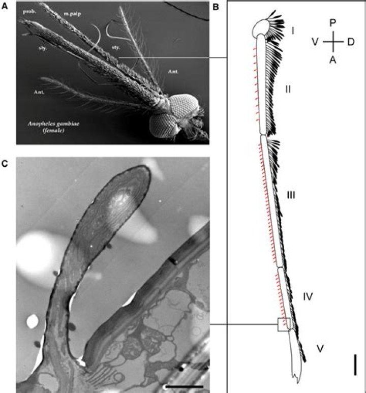 What is the function of maxillary Palp in mosquito?