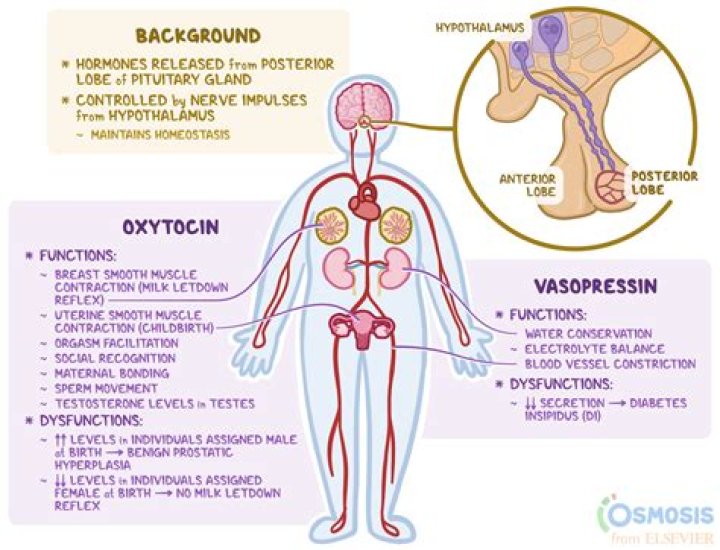 What is the function of oxytocin vasopressin?