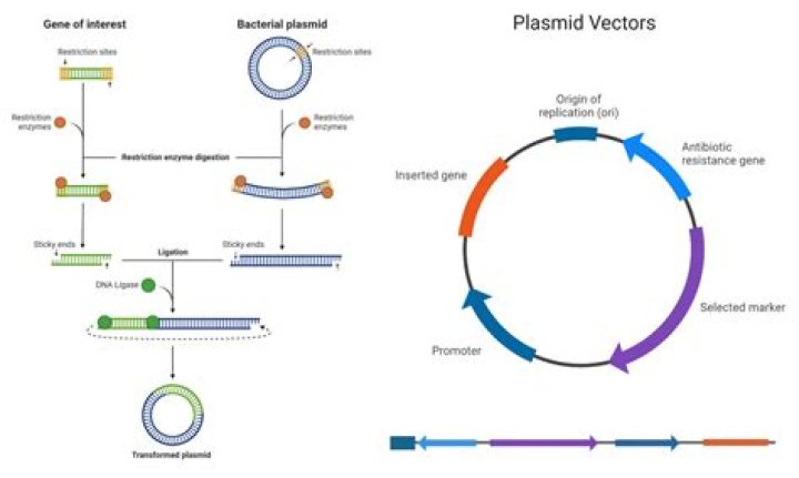 What is the function of the ampR gene in a plasmid vector