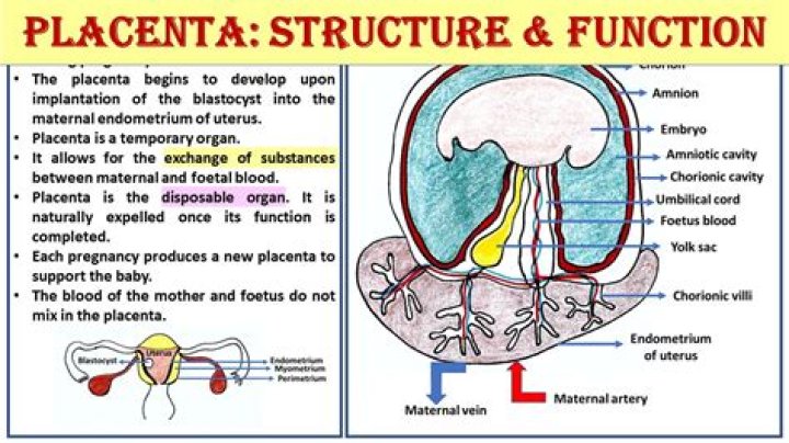 What is the function of the lower extremities?