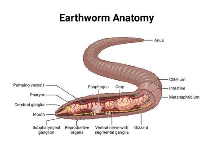 What is the function of the sperm grooves in an earthworm