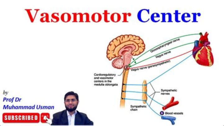What is the function of the vasomotor center?