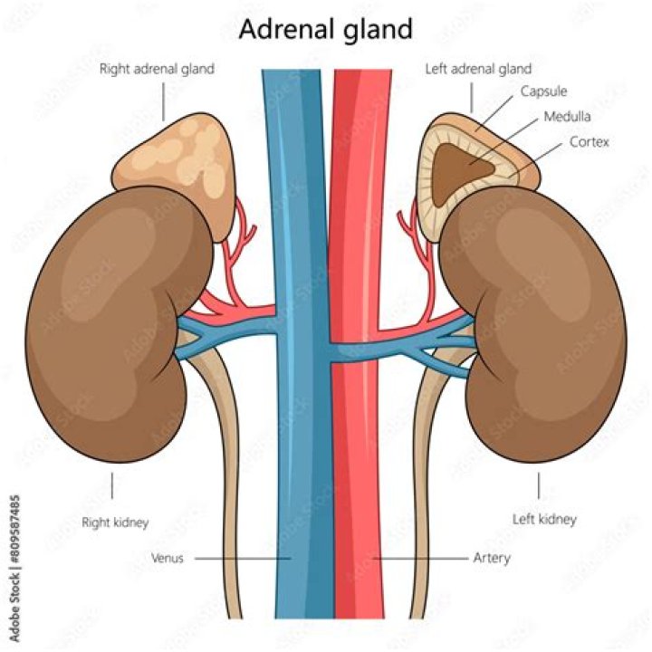 What is the gland above the kidney called?