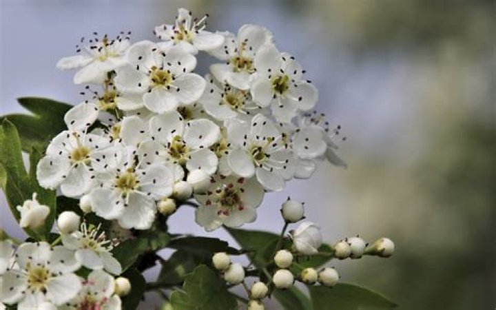 What is the hawthorn flower called