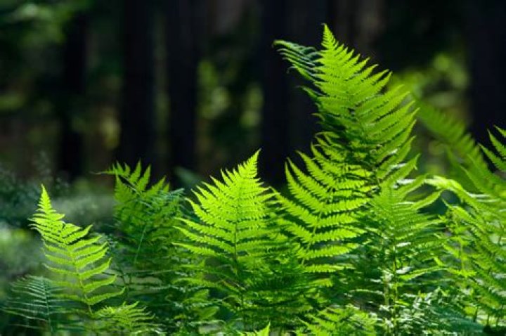 What is the importance of ferns