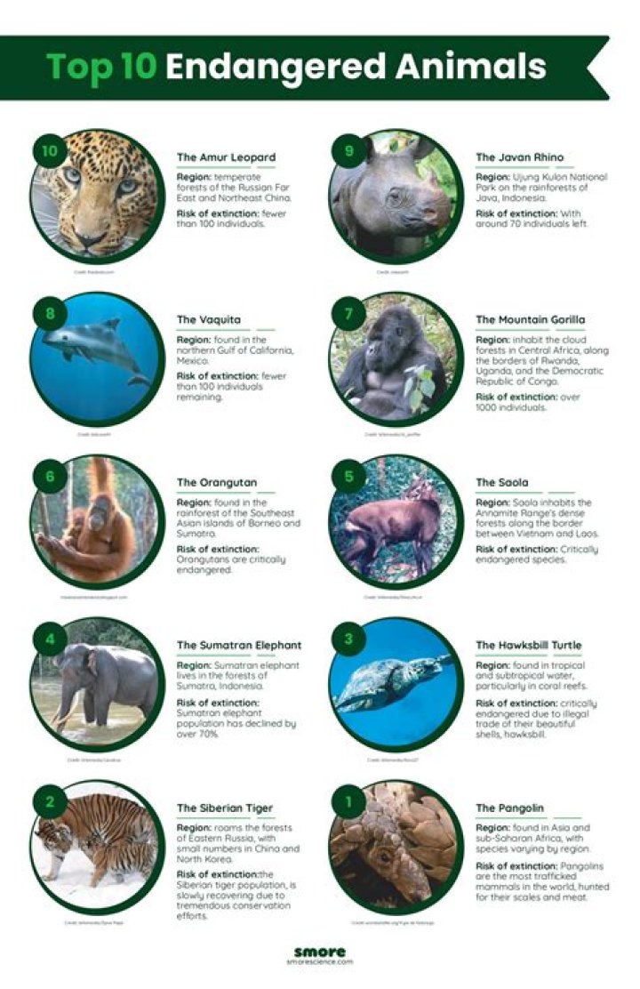 What is the issue with endangered animals