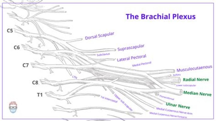 What is the largest branch of the brachial plexus