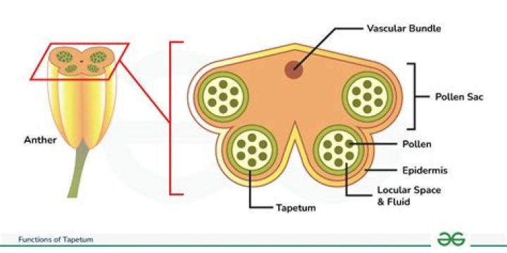 What is the main function of the tapetum lucidum?