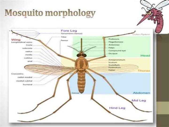 What is the morphology of mosquito?