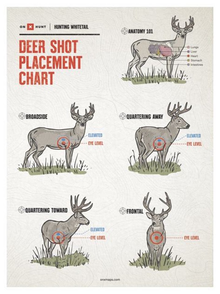 What is the most effective deer call?