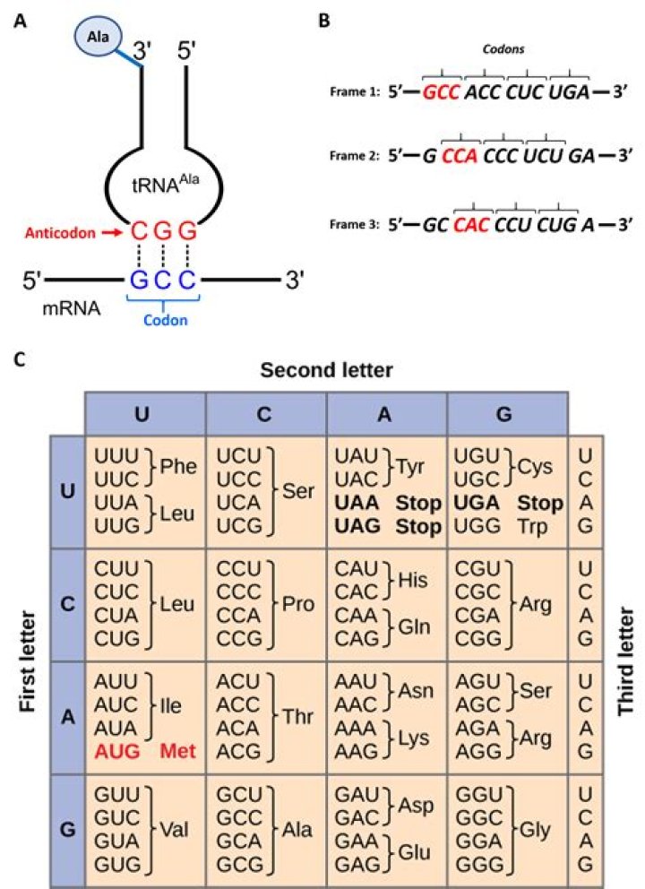 What is the mRNA complementary codon?