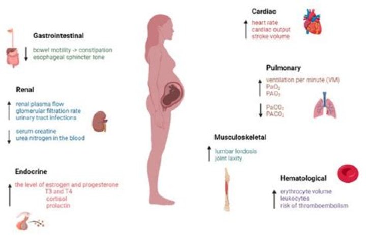 What is the number one cause of trauma during pregnancy