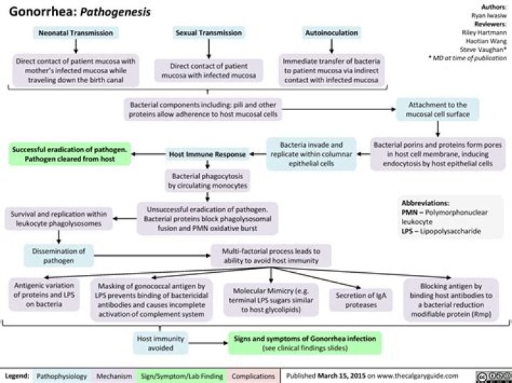 What is the pathophysiology of gonorrhea