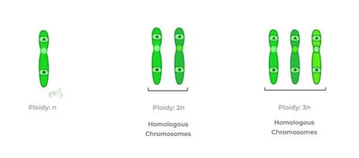 What is the ploidy of hyphae?
