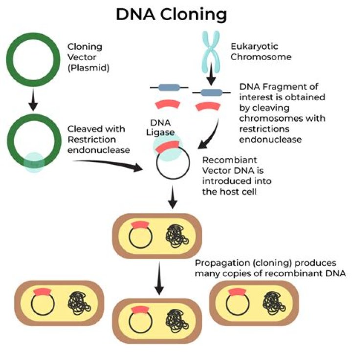What is the purpose of biotinylation?